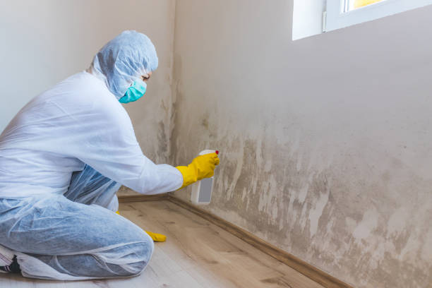 Hvac And Air Duct Mold Remediation inspection of HVAC system in Ferndale